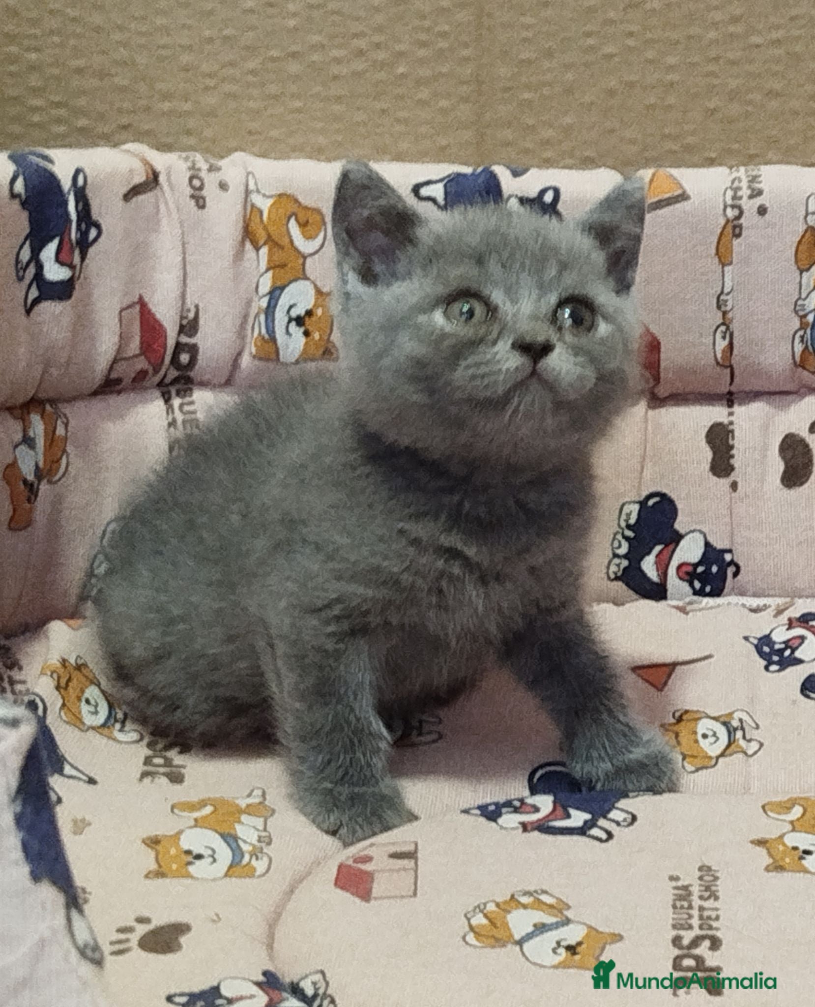 Británico de Pelo Corto gatos British Shorthair  - Anuncio 1