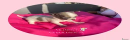Chihuahua perros en venta: PRECIOSOS CHIHUAHUA RUSO Y ASIÁTICO  - Anuncio 1