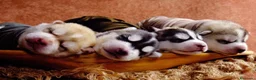 Husky Siberiano perros en venta: ‼️‼️husky siberianos padres importados de rusia - Anuncio 1