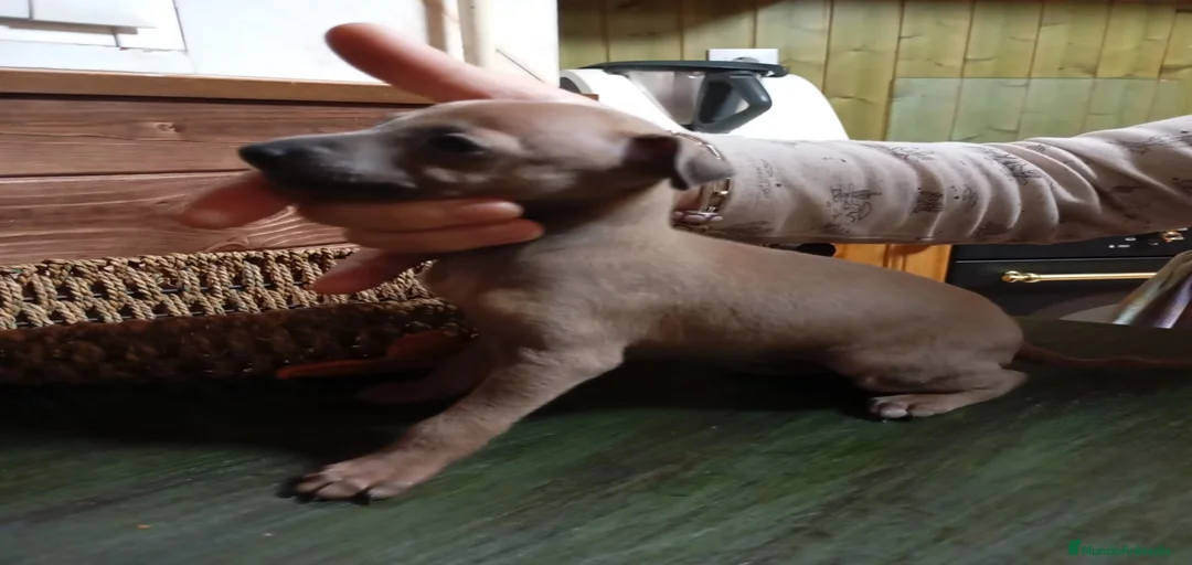 Imagen de galería {{count}}