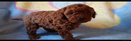 Caniche Enano perros en venta: Caniche Macho - Anuncio 1