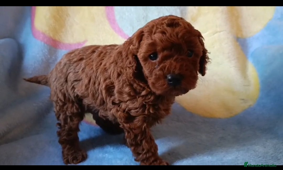 Caniche Enano perros en venta: Caniche Macho - Anuncio 1