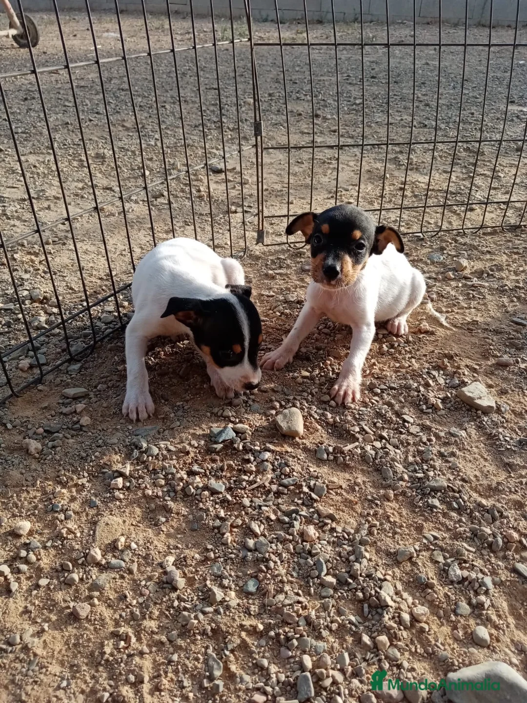 Ratonero Bodeguero Andaluz perros en venta: Macho ratonero bodeguero  - Anuncio 2