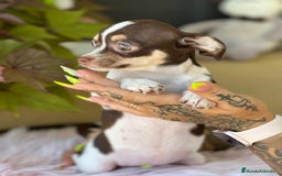 Chihuahua perros en venta: Chihuahua tricolor  - Imagen 4