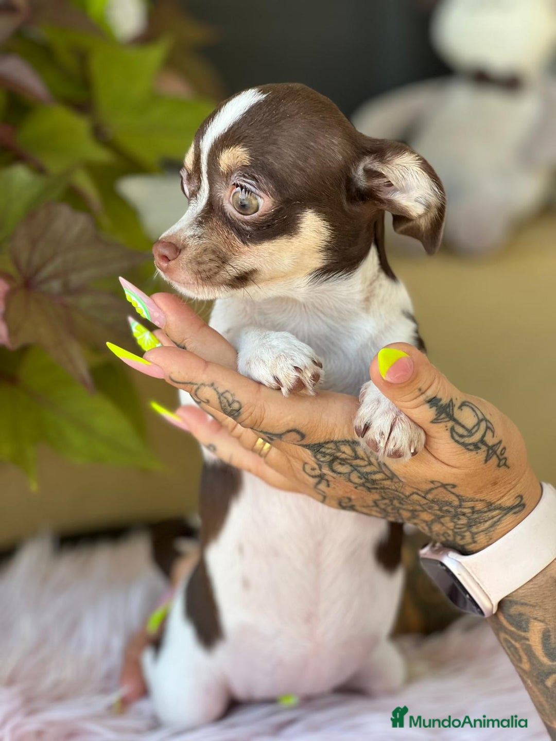 Chihuahua perros en venta: Chihuahua tricolor  - Imagen 4