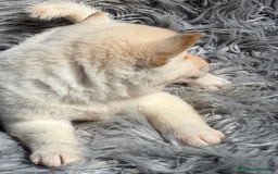 Shiba Inu perros en venta: Shiba inu blanco  - Imagen 2