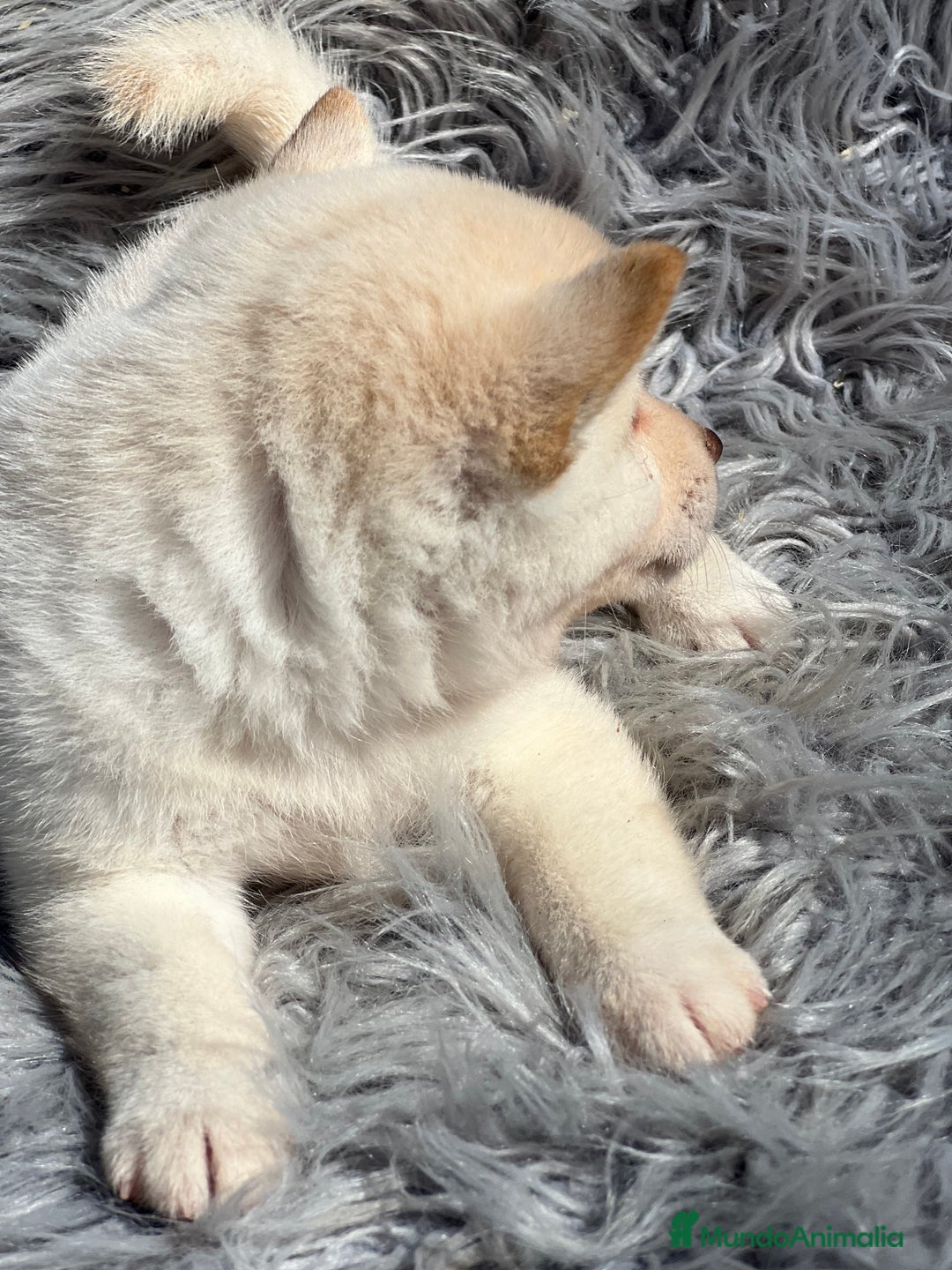 Shiba Inu perros en venta: Shiba inu blanco  - Imagen 2