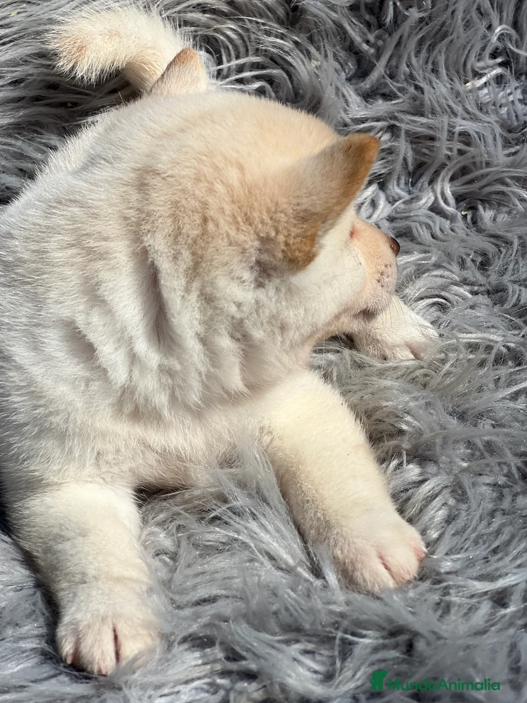 Shiba Inu perros en venta: Shiba inu blanco  - Anuncio 2