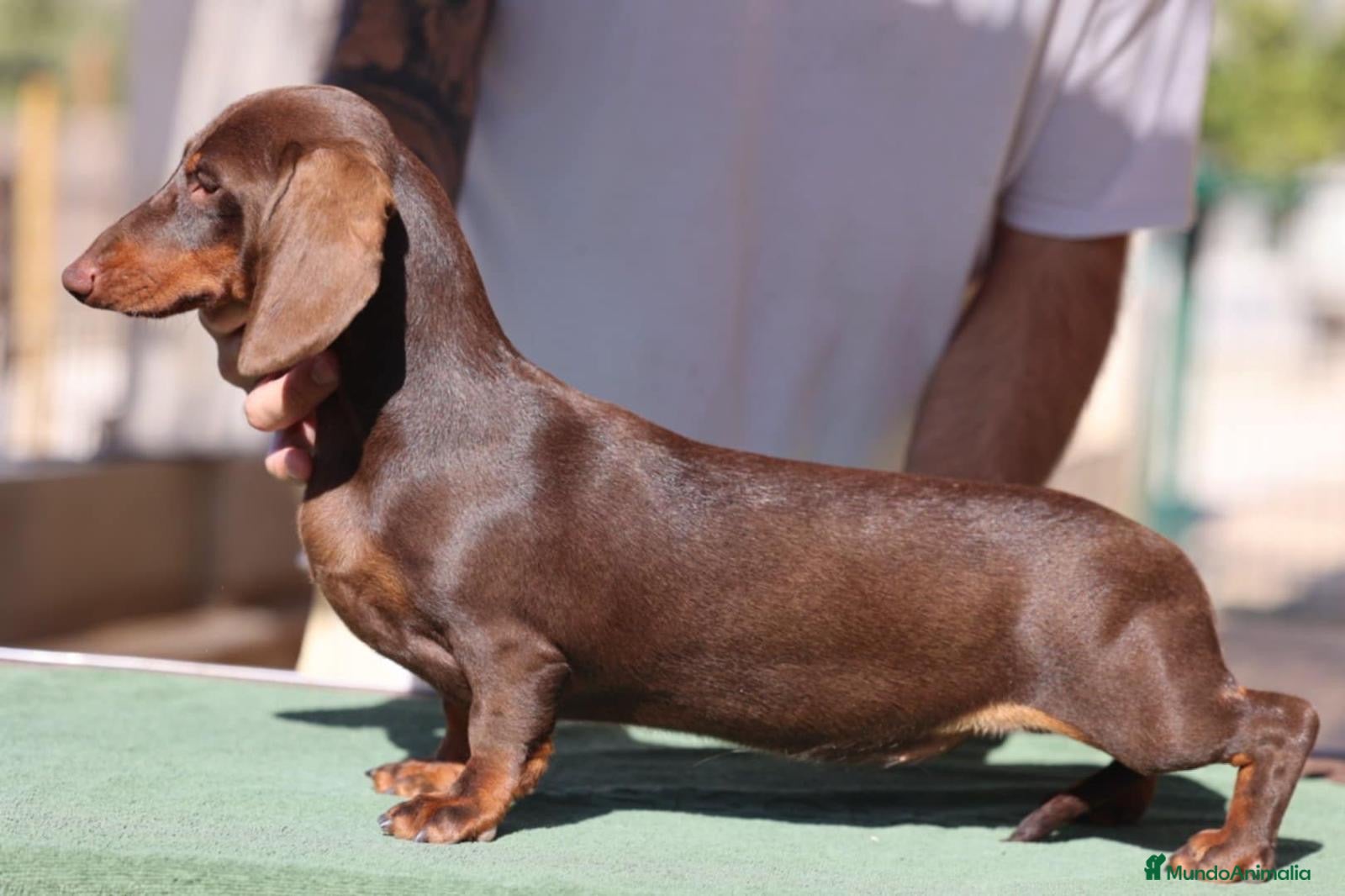 Teckel perros Espectacular camada Teckel kaninchem arlequín - Anuncio 2