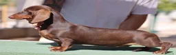 Teckel perros en venta: Espectacular camada Teckel kaninchem arlequín - Anuncio 2