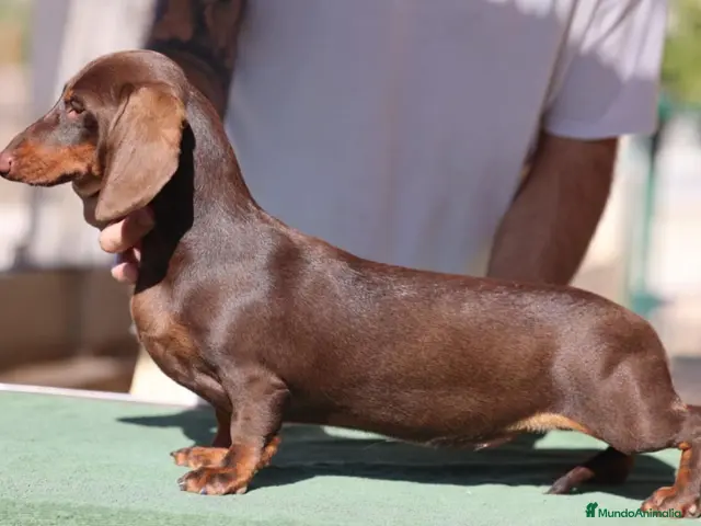 Teckel perros en venta: Espectacular camada Teckel kaninchem arlequín - Anuncio 2