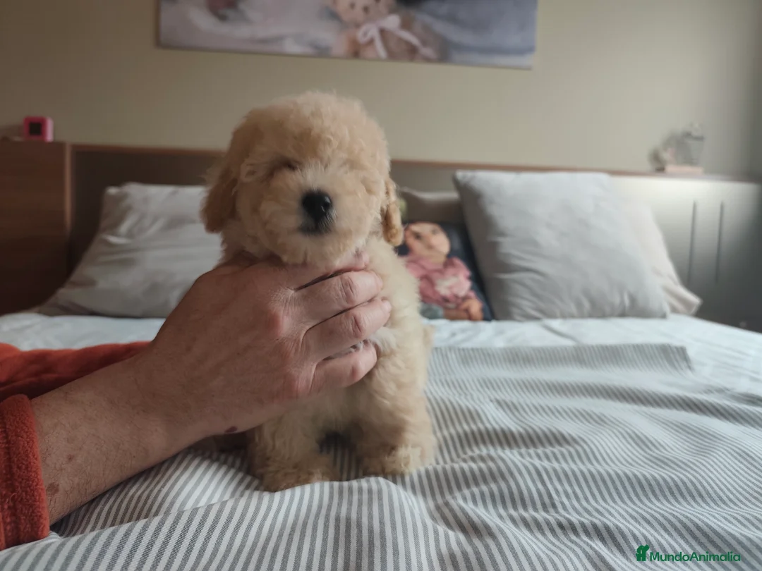 Caniche Toy perros en venta: Espectacular camada - Anuncio 4