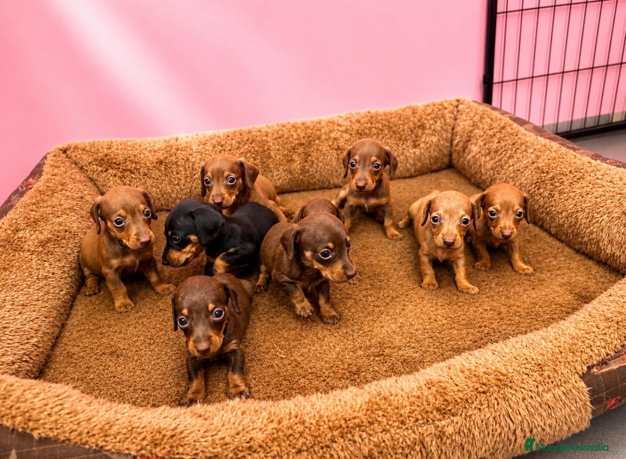 Teckel Miniatura perros Teckel - Anuncio 3