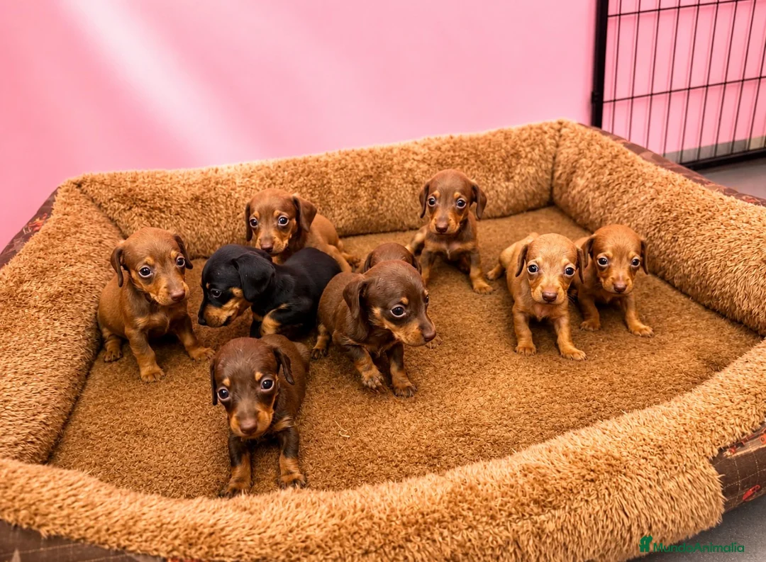 Teckel Miniatura perros en venta: Teckel - Anuncio 1