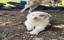 Border Collie perros en venta: Border collie  - Imagen 3