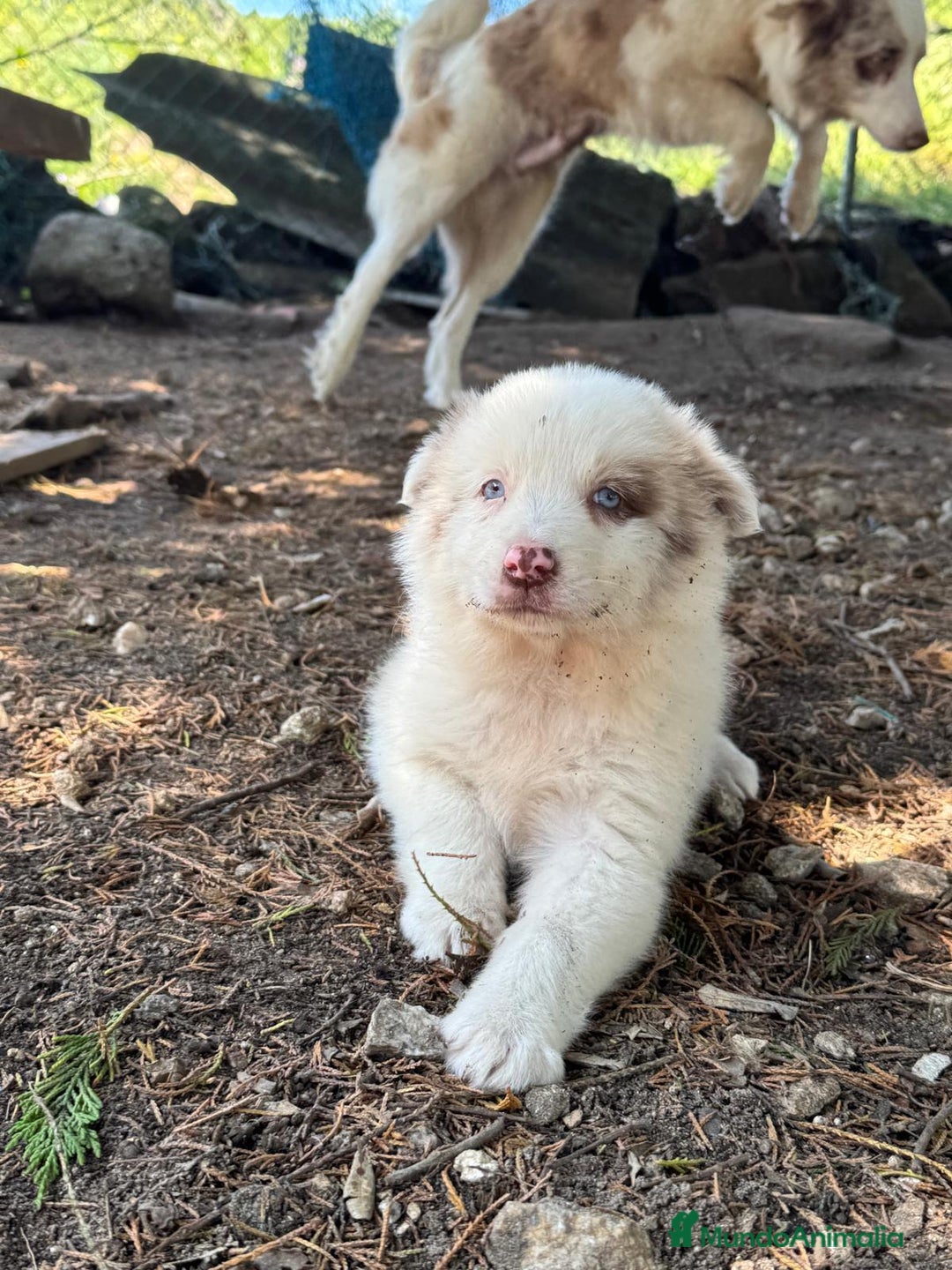 Border Collie perros en venta: Border collie  - Imagen 3