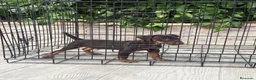 Terrier Alemán de Caza perros en venta: Cachorro Jagd terrier chocolate  - Anuncio 1