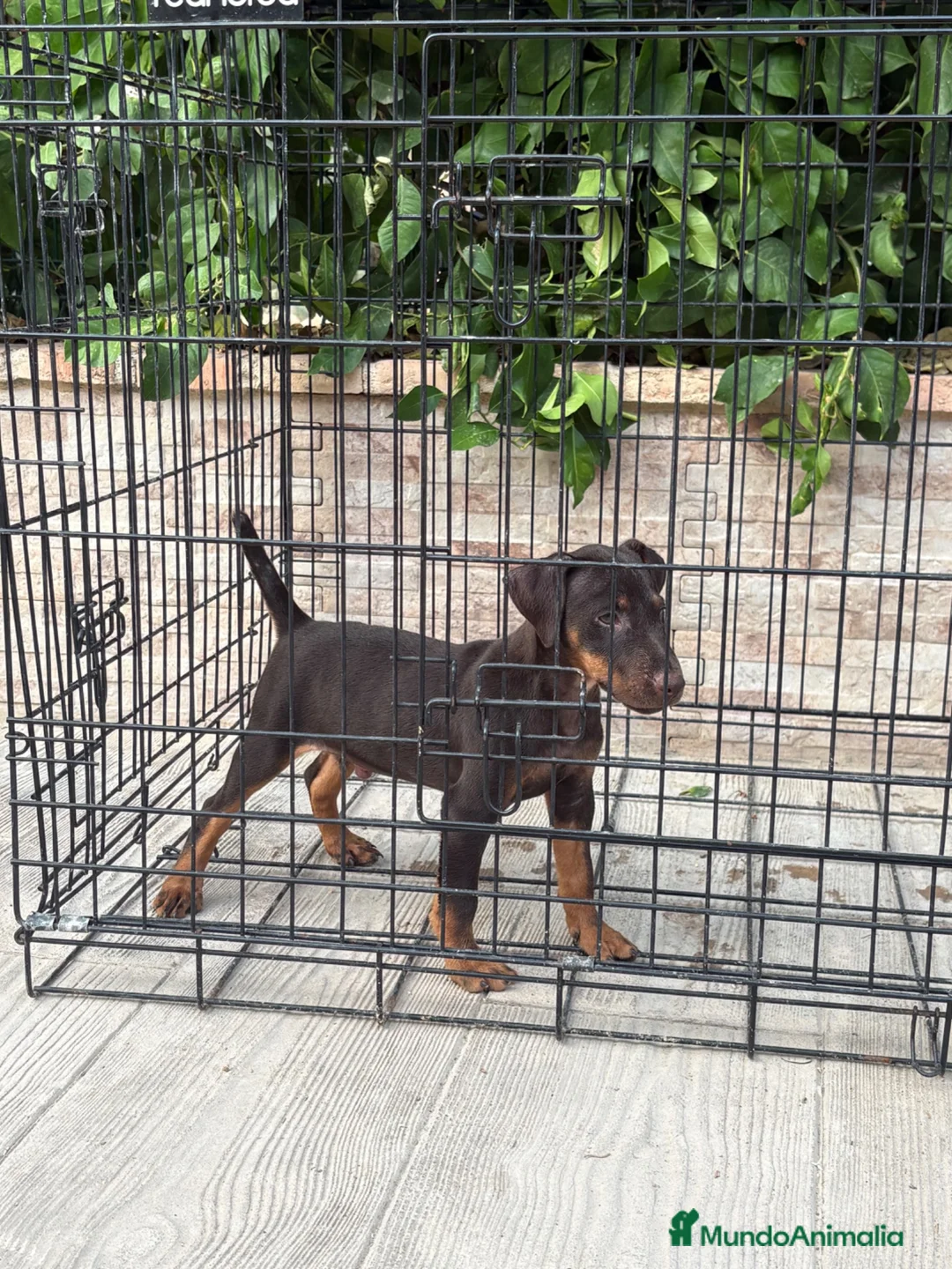 Terrier Alemán de Caza perros en venta: Cachorro Jagd terrier chocolate  - Anuncio 1