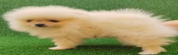 Pomerania perros en venta: Pomerañia  toy  - Anuncio 7
