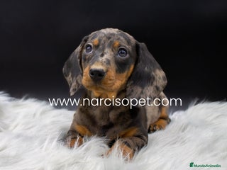 Teckel Miniatura perros - Anuncio 10