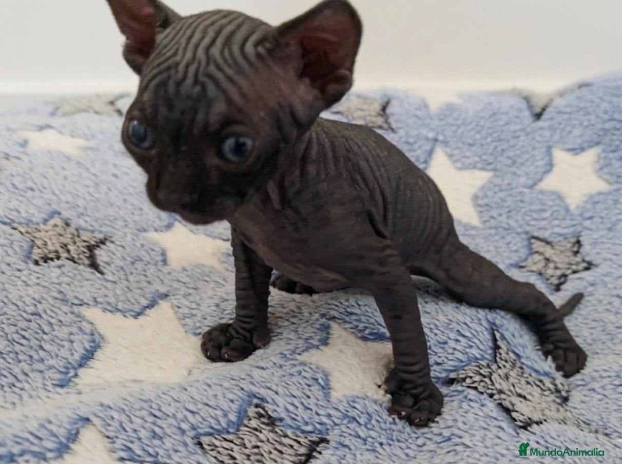 Sphynx gatos Precioso machito negro  - Anuncio 27