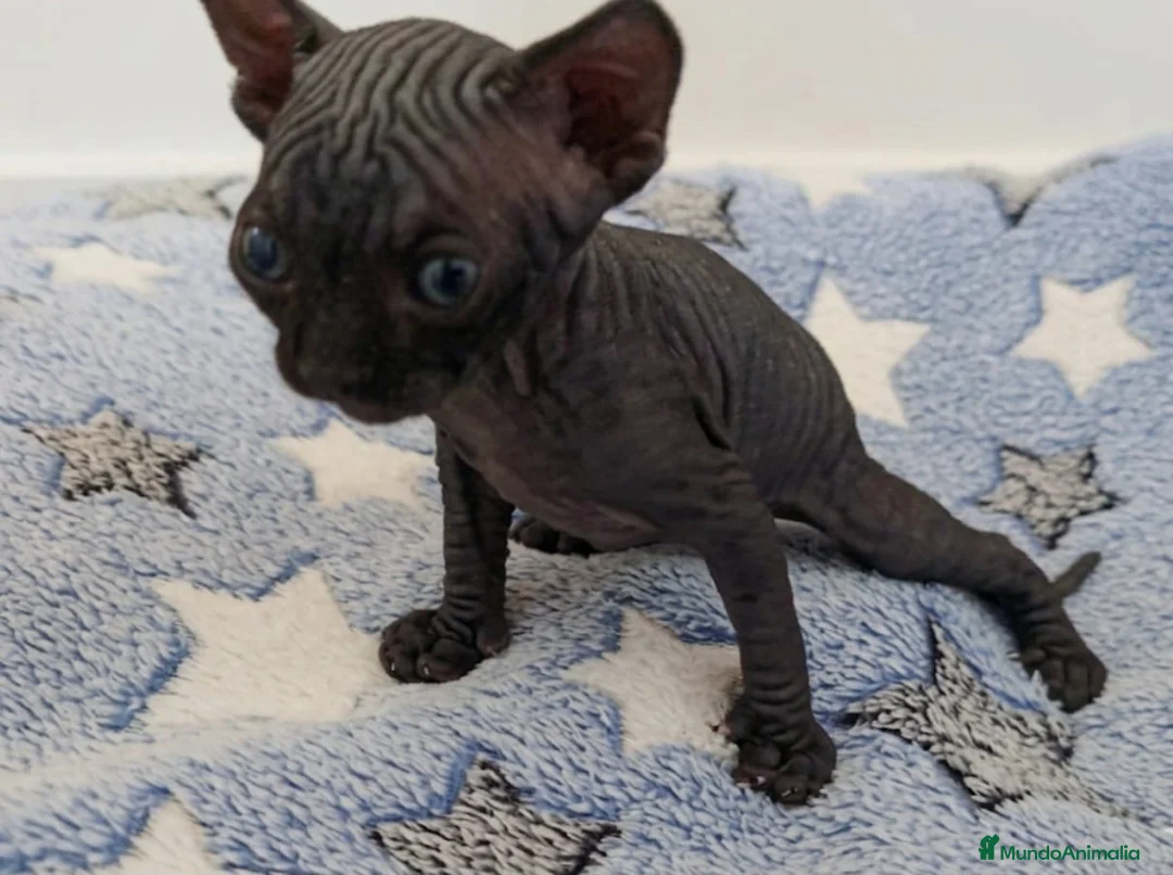 Sphynx gatos en venta: Precioso machito negro  - Anuncio 1