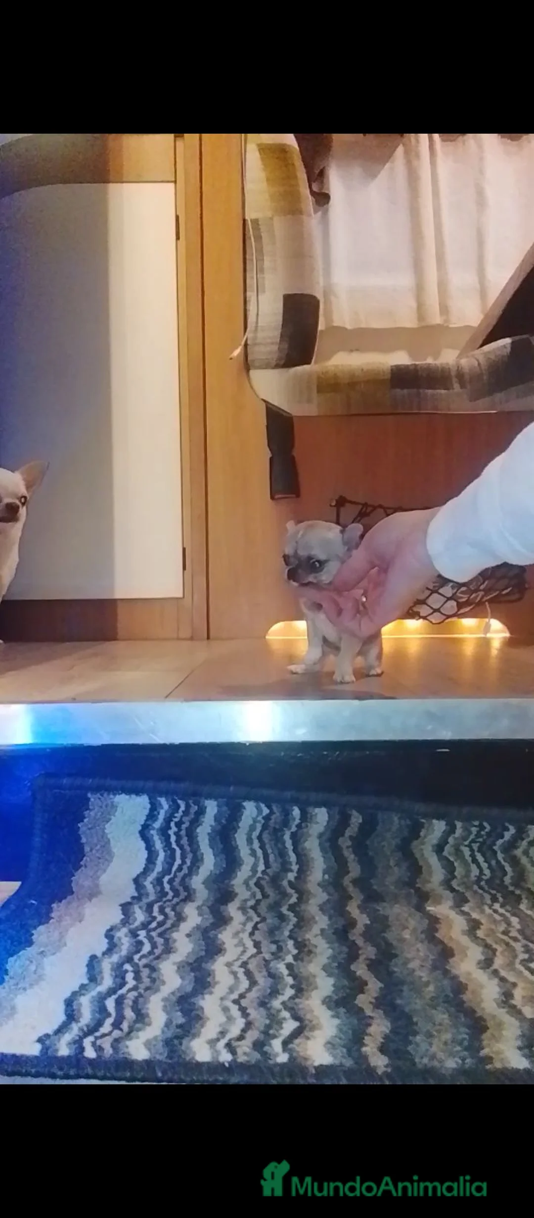 Chihuahua perros en venta: Chihuahua hembra - Anuncio 2
