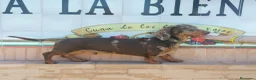 Teckel Miniatura perros en venta: Disponibles cachorros de Teckels - Anuncio 1