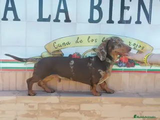 Teckel Miniatura perros Disponibles cachorros de Teckels - Anuncio 2