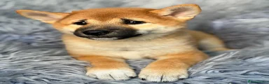Shiba Inu 1