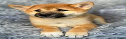 Shiba Inu perros en venta: Macho Shiba inu - Anuncio 3