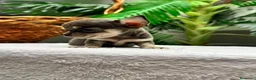 Chihuahua perros en venta: CHIHUAHUA BLUE - MACHOS - Anuncio 20