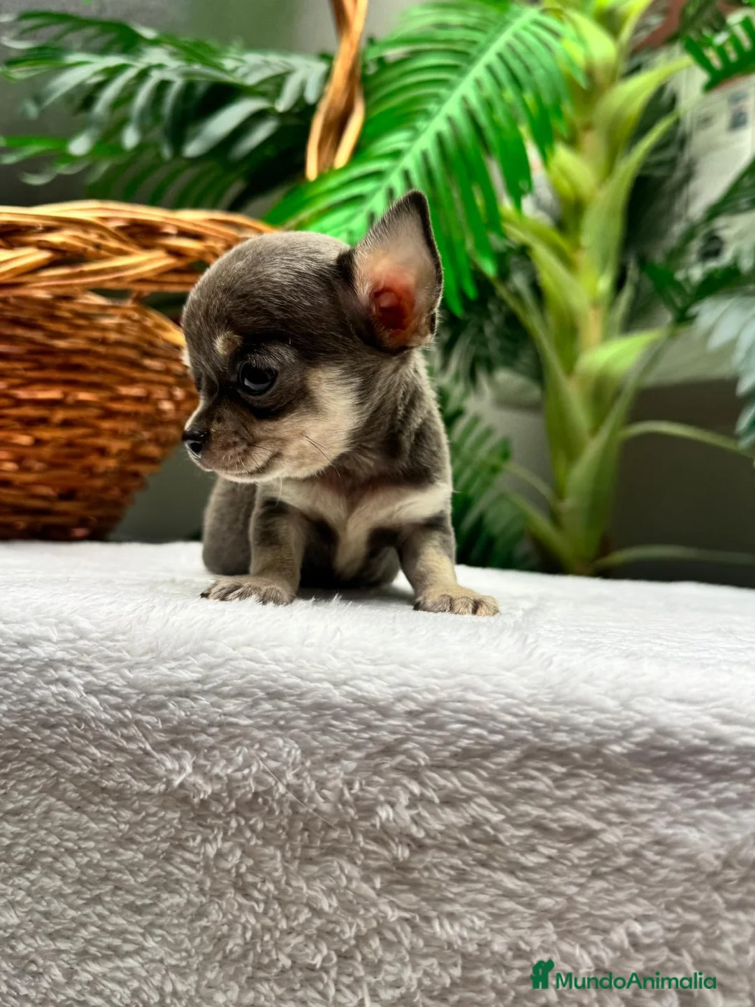 Chihuahua perros en venta: CHIHUAHUA BLUE - MACHOS - Anuncio 20