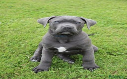 Cane Corso perros en venta: Camada de 🌟Cane Corso🌟 - Imagen 3