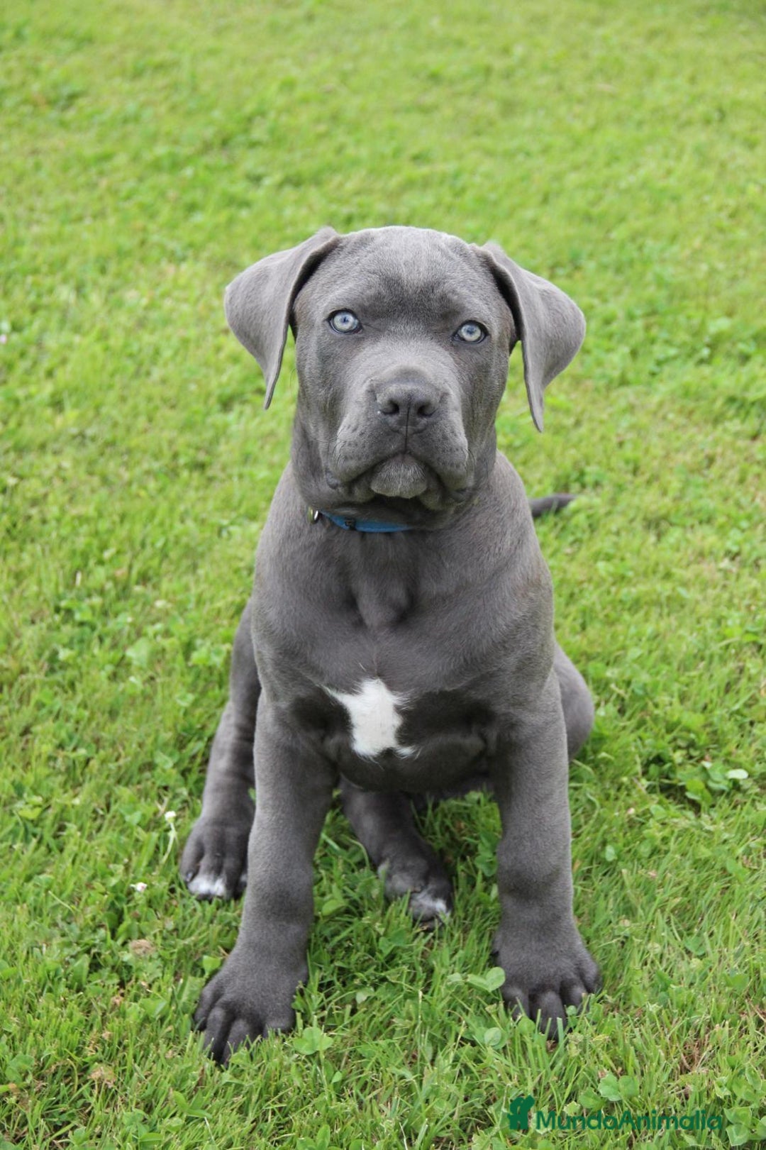 Cane Corso perros en venta: Camada de 🌟Cane Corso🌟 - Imagen 3