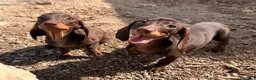Teckel Miniatura perros en venta: TECKEL MINI HEMBRA 💖 - 2 DISPONIBLES - Anuncio 3