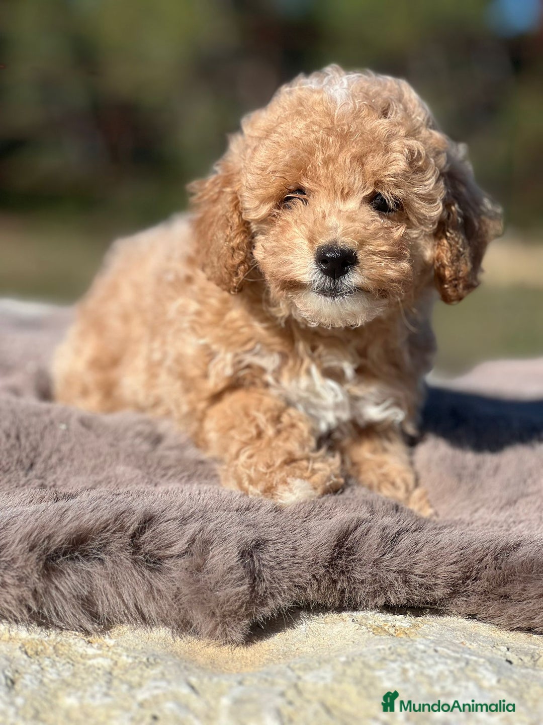 Maltipoo perros en venta: Maltipoo F2 - Imagen 3