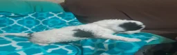 Perro de Agua Español perros en venta: PERROS DE AGUA ESPAÑOL - Anuncio 15