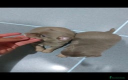Chihuahua perros en venta: Chihuahua blue machos  - Imagen 7