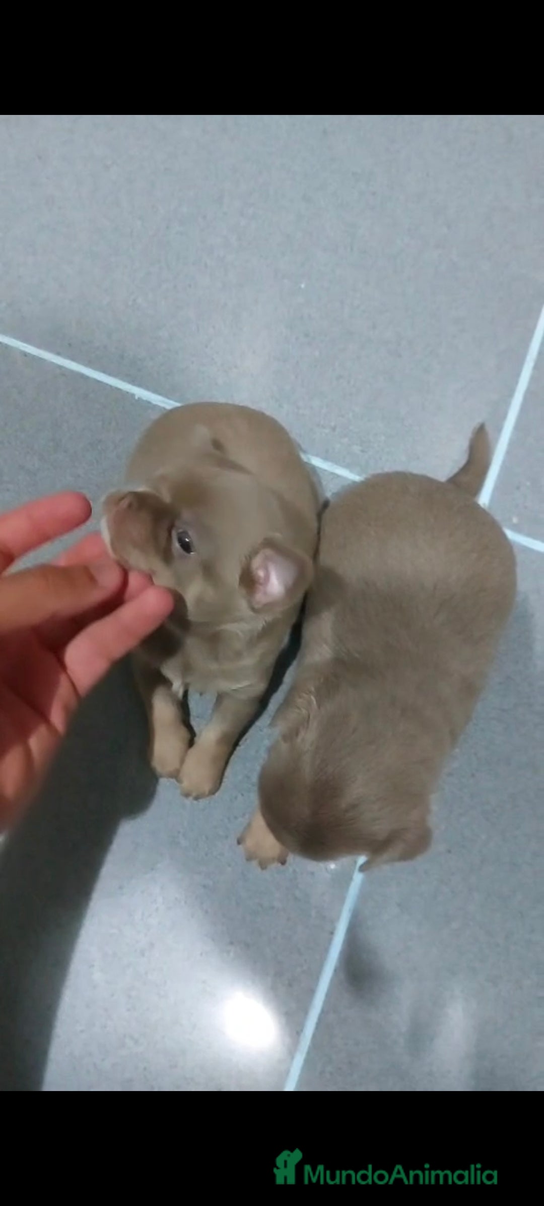 Chihuahua perros en venta: Chihuahua blue machos  - Imagen 7