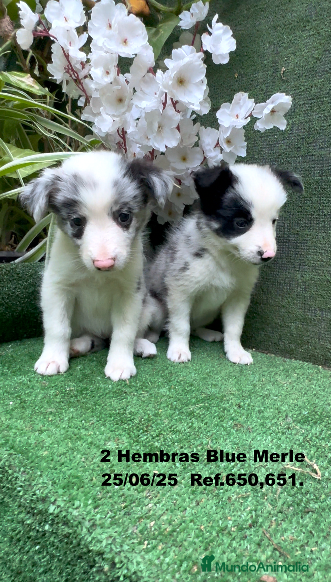 Border Collie perros en venta: BORDER COLLIE hembras Blue Merle - Imagen 2