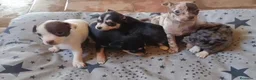 Chihuahua perros en venta: Camada de 🌟Chihuahua 🌟 - Anuncio 5