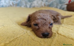 Caniche Toy perros en venta: Caniches  en Segovia - Imagen 6