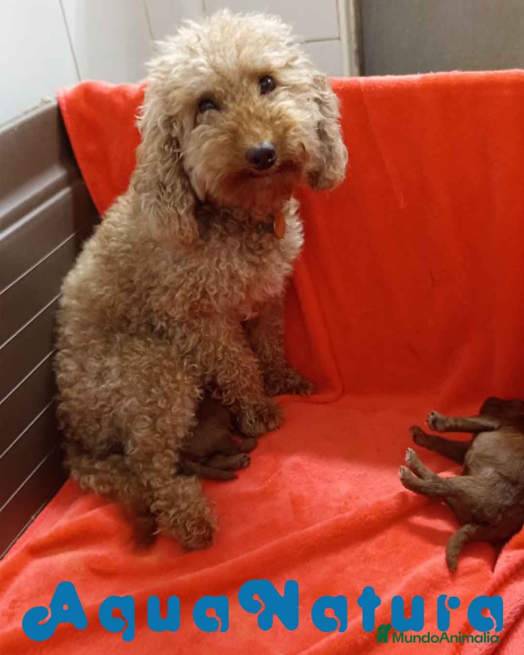 Caniche Toy perros Camada Caniche de Pastanaga AQUANATURA - Anuncio 2