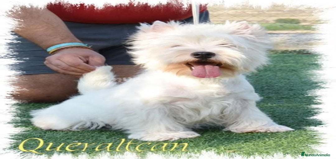 Imagen de galería {{count}}