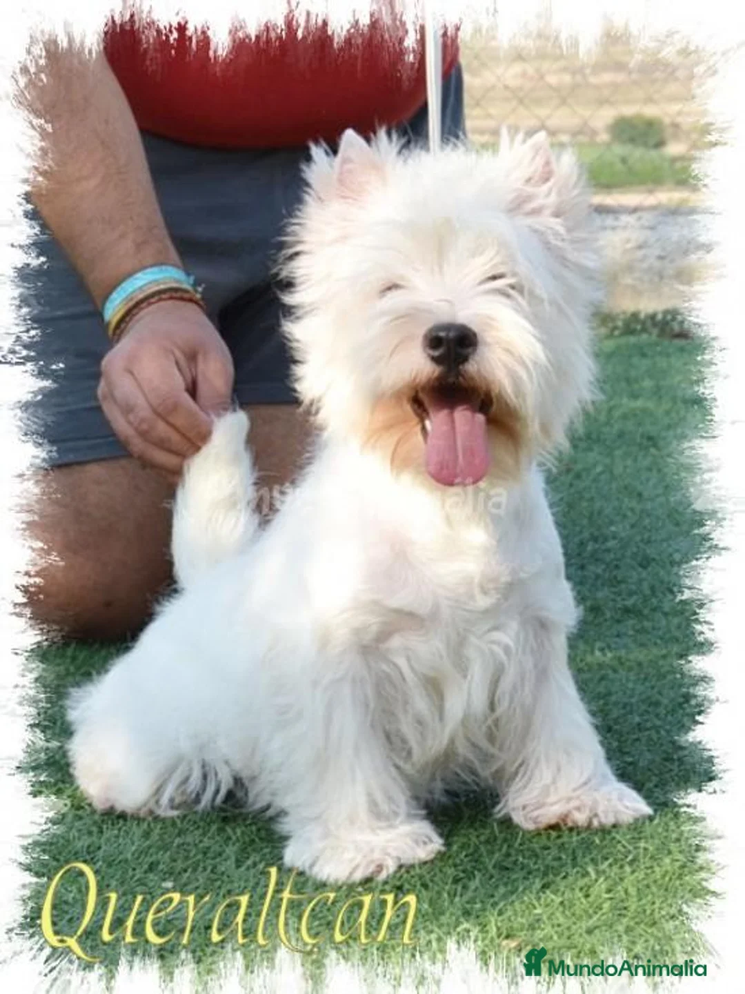 Imagen de galería {{count}}