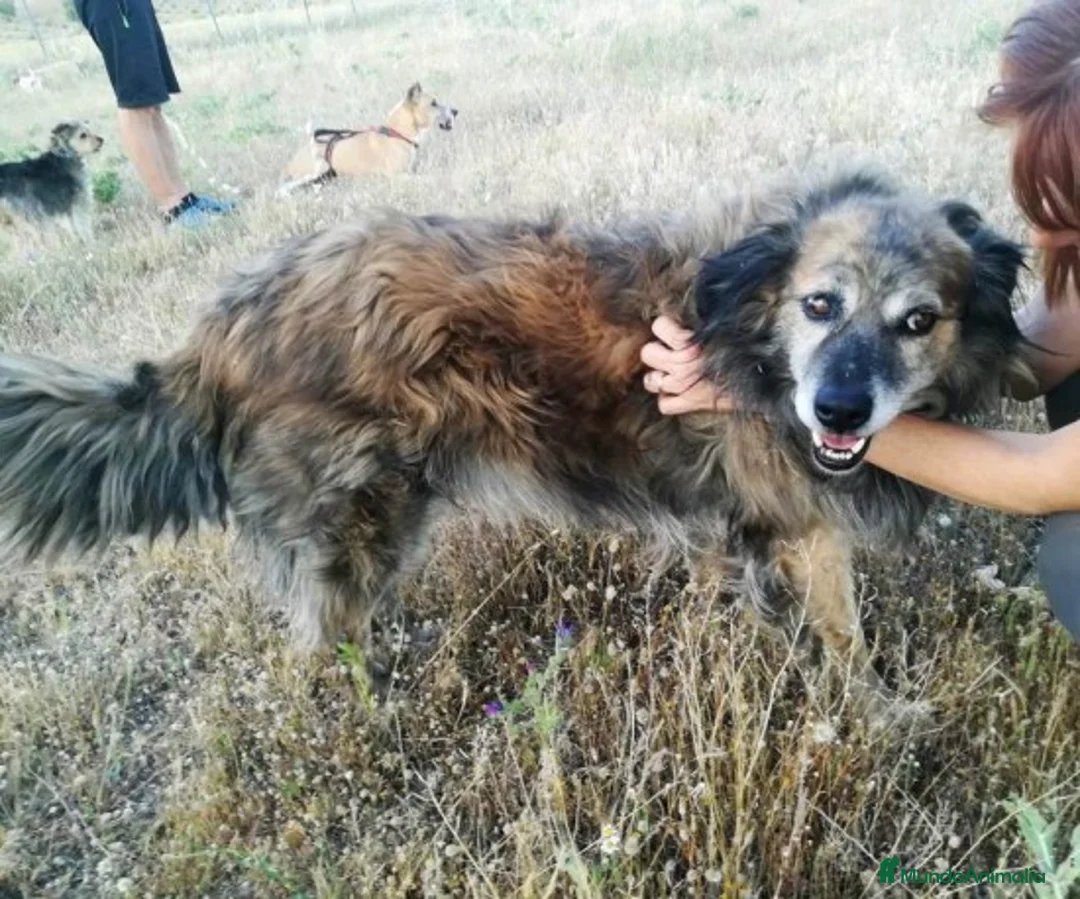 Raza Mixta perros en adopcion: CHAN, PERRITO EN ADOPCIÓN en Madrid - Anuncio 2