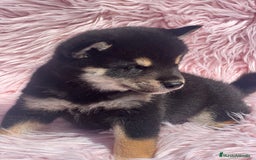 Shiba Inu perros en venta: Shiba inu negra fuego  - Imagen 1