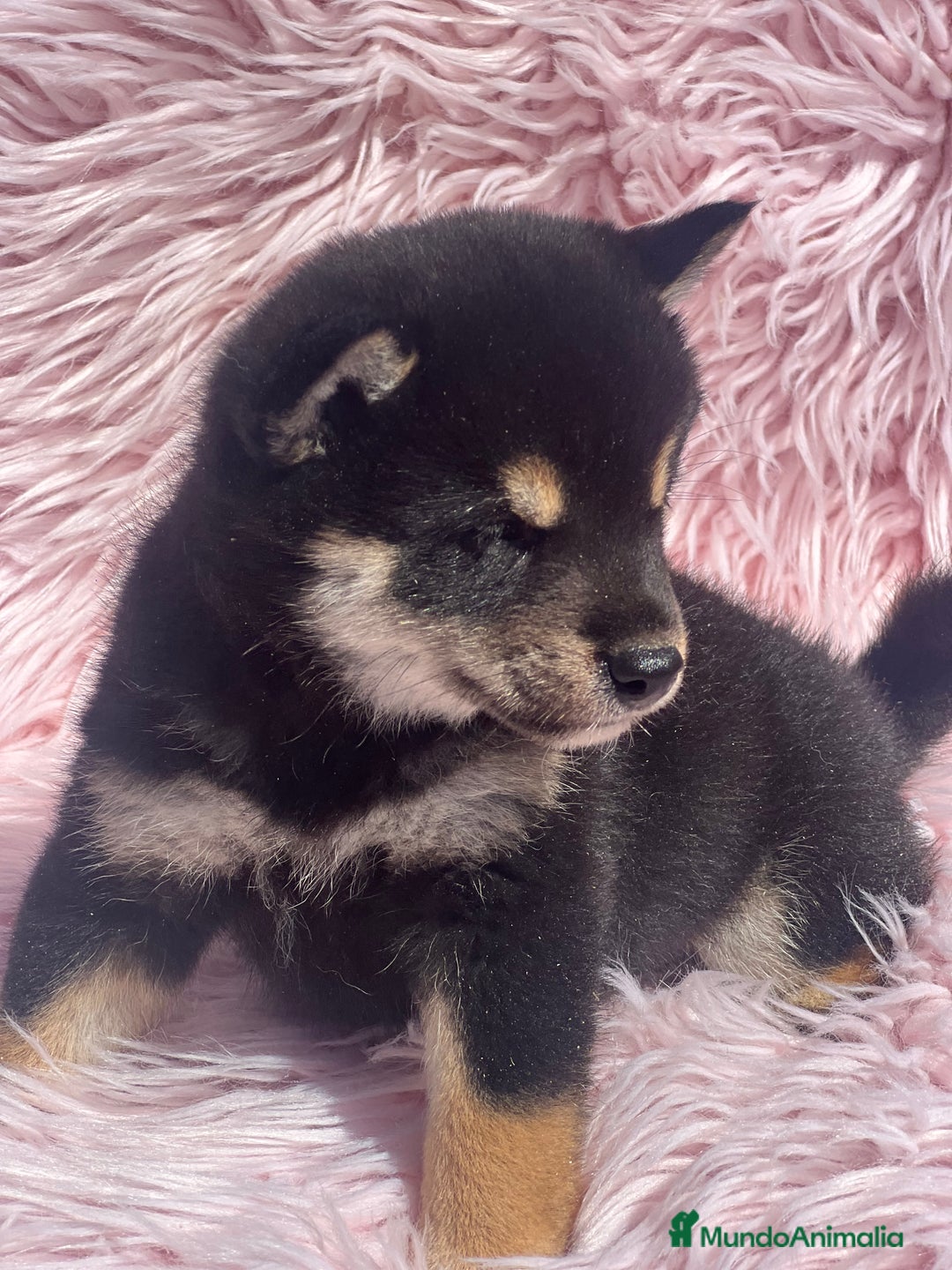 Shiba Inu perros en venta: Shiba inu negra fuego  - Imagen 1