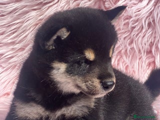 Shiba Inu perros - Anuncio 28